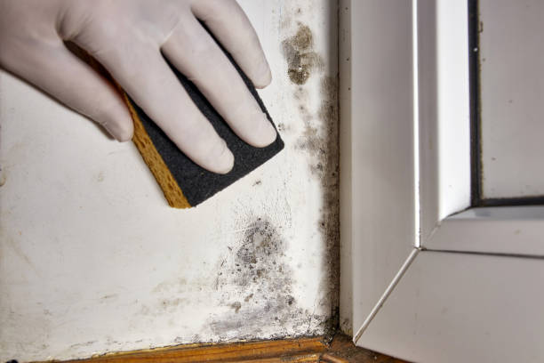 Best HVAC Mold Inspection and Cleaning  in Mansura, LA